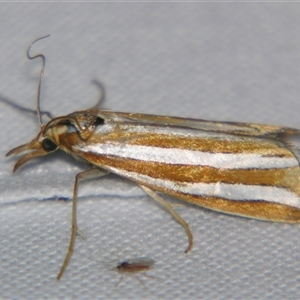 Hednota bivittella at Bolivia, NSW - 23 Jan 2009 by PJH123