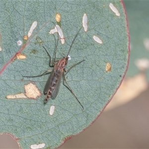 Chironomidae (family) (Non-biting Midge) at Strathnairn, ACT - 17 Apr 2025 by AlisonMilton