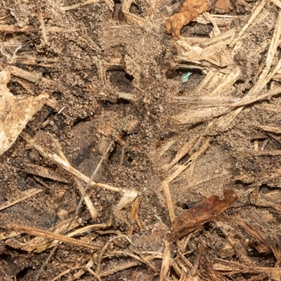 Formicidae (family) (Unidentified ant) at Bruce, ACT - 2 Apr 2025 by AlisonMilton