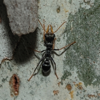 Myrmecia sp., pilosula-group (Jack jumper) at Bruce, ACT - 2 Apr 2025 by AlisonMilton