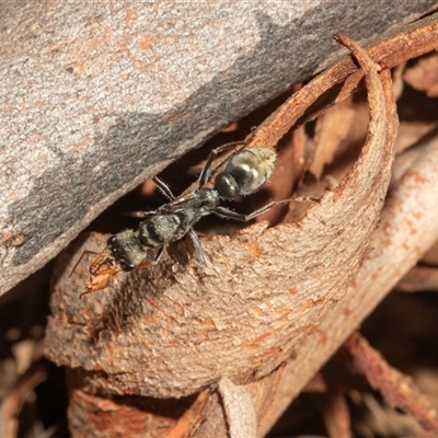 Myrmecia sp., pilosula-group (Jack jumper) at Bruce, ACT - 2 Apr 2025 by AlisonMilton