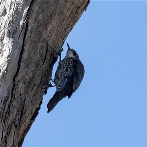 Cormobates leucophaea at Aranda, ACT - 2 Apr 2025 by AlisonMilton