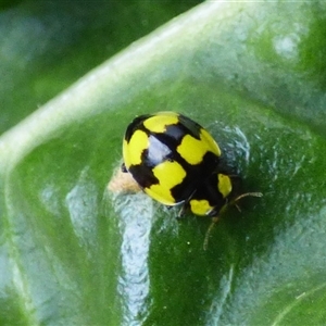 Illeis galbula (Fungus-eating Ladybird) at Mount Stuart, TAS - 13 Apr 2025 by VanessaC