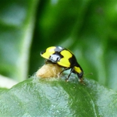 Illeis galbula at Mount Stuart, TAS - suppressed