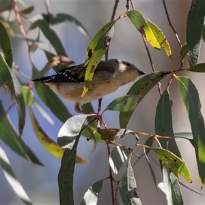Pardalotus striatus at Aranda, ACT - 2 Apr 2025 by AlisonMilton