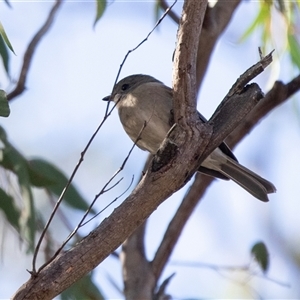 Pachycephala pectoralis at Aranda, ACT - 2 Apr 2025 by AlisonMilton