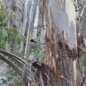 Petroica boodang at Kanangra, NSW - 20 Apr 2025 02:13 PM
