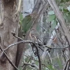 Petroica boodang at Kanangra, NSW - 20 Apr 2025 02:13 PM