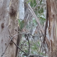 Petroica boodang at Kanangra, NSW - 20 Apr 2025 02:13 PM