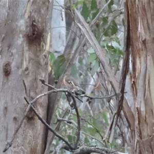 Petroica boodang at Kanangra, NSW - 20 Apr 2025 02:13 PM