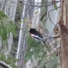 Petroica boodang at Kanangra, NSW - 20 Apr 2025 02:13 PM