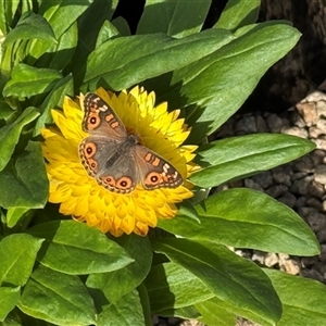 Junonia villida (Meadow Argus) at Mount Evelyn, VIC - 15 Apr 2025 by GlossyGal