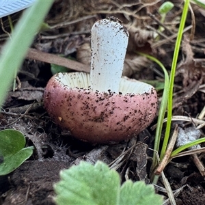 Russula sp. (genus) at Emerald, VIC - suppressed