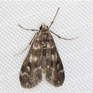 Hygraula nitens (Pond Moth) at Melba, ACT - 18 Apr 2025 by kasiaaus