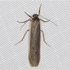 Scoliacma nana (Diminutive Footman) at Melba, ACT - 18 Apr 2025 by kasiaaus