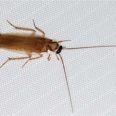 Robshelfordia circumducta (Shelford's Variable Cockroach) at Melba, ACT - 19 Apr 2025 by kasiaaus
