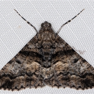 Gastrinodes argoplaca (Cryptic Bark Moth) at Melba, ACT - Yesterday by kasiaaus