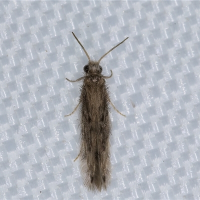 Hydroptilidae (family) (Micro-caddisfly) at Melba, ACT - 19 Apr 2025 by kasiaaus