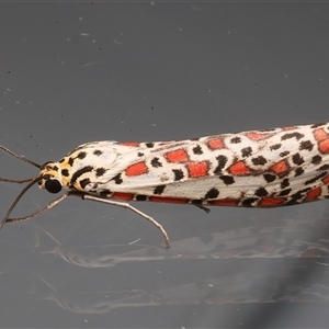 Utetheisa pulchelloides (Heliotrope Moth) at Ainslie, ACT - 18 Apr 2025 by jb2602