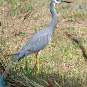 Egretta novaehollandiae at Goulburn, NSW - Today by Aussiegall