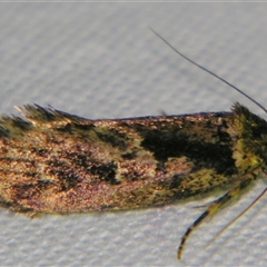Barea consignatella at Bolivia, NSW - suppressed