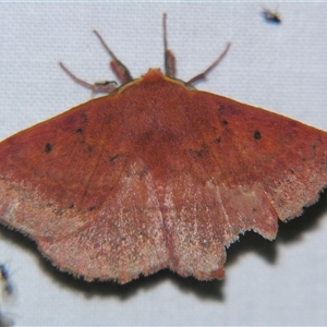 Anthela repleta at Bolivia, NSW - suppressed