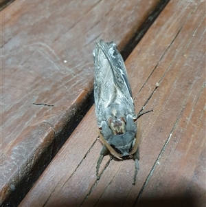 Agrotis infusa by Maren