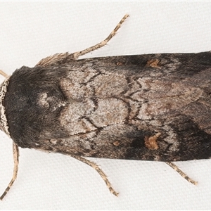 Proteuxoa restituta at Ainslie, ACT - 12 Apr 2025 by jb2602