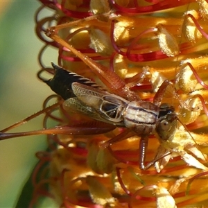 Conocephalus semivittatus at Braemar, NSW - 19 Apr 2025 by Curiosity