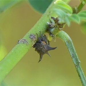 Acanthuchus trispinifer (Three-horned treehopper) at Braemar, NSW - 19 Apr 2025 by Curiosity
