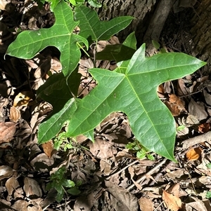 Brachychiton acerifolius at Kangaroo Valley, NSW - Today by lbradley