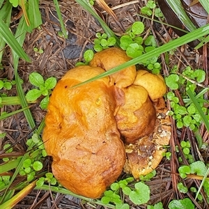 Unverified Uncategorised Fungi by MazzV