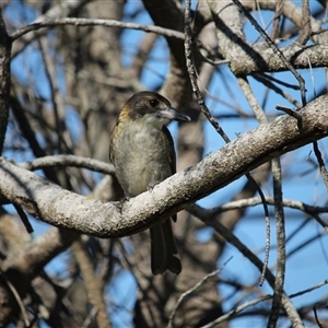 Cracticus torquatus (Grey Butcherbird) at Surfside, NSW - Yesterday by mroseby