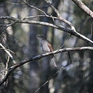 Colluricincla harmonica (Grey Shrikethrush) at Surfside, NSW - Yesterday by mroseby