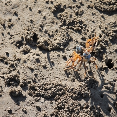 Mictyris longicarpus at Surfside, NSW - 20 Apr 2025 by mroseby