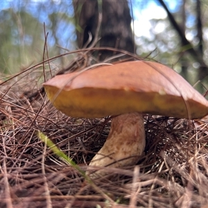 Unverified Cap on a stem; pores below cap [boletes & stemmed polypores] by LisaH