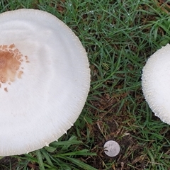 Lepiota s.l. at suppressed - suppressed