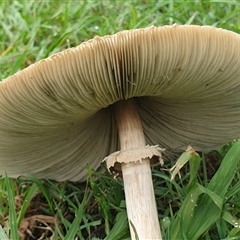 Lepiota s.l. at suppressed - suppressed