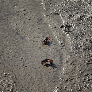 Unverified Crab at Surfside, NSW - Yesterday by mroseby