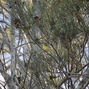 Acanthiza nana (Yellow Thornbill) at Surfside, NSW - Yesterday by mroseby