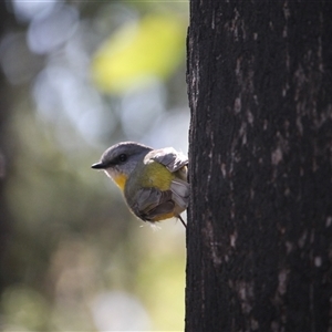 Eopsaltria australis (Eastern Yellow Robin) at Mogo, NSW - 19 Apr 2025 by mroseby
