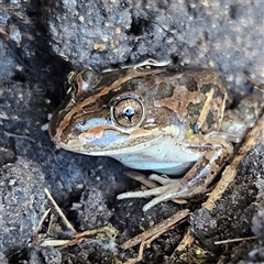 Limnodynastes tasmaniensis (Spotted Grass Frog) at Braidwood, NSW - 21 Apr 2025 by MatthewFrawley