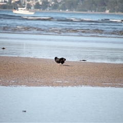 Haematopus fuliginosus (Sooty Oystercatcher) at Batemans Bay, NSW - 18 Apr 2025 by mroseby