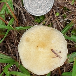 Unverified Cap on a stem; gills below cap [mushrooms or mushroom-like] by MazzV