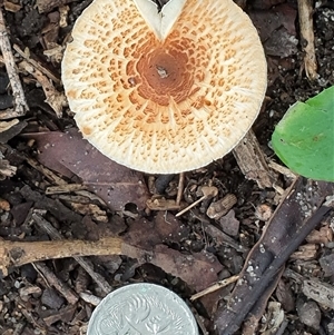 Unverified Cap on a stem; gills below cap [mushrooms or mushroom-like] by MazzV