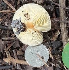 Lepiota s.l. at Copmanhurst, NSW - suppressed