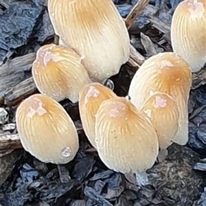 Coprinellus etc. at Copmanhurst, NSW - suppressed