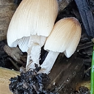 Coprinellus etc. at Copmanhurst, NSW - suppressed