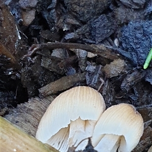 Coprinellus etc. at Copmanhurst, NSW - suppressed