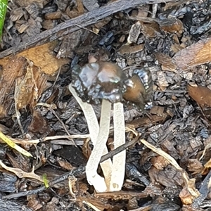Coprinellus etc. at Copmanhurst, NSW - suppressed